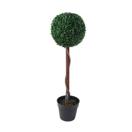 Gömb buxus